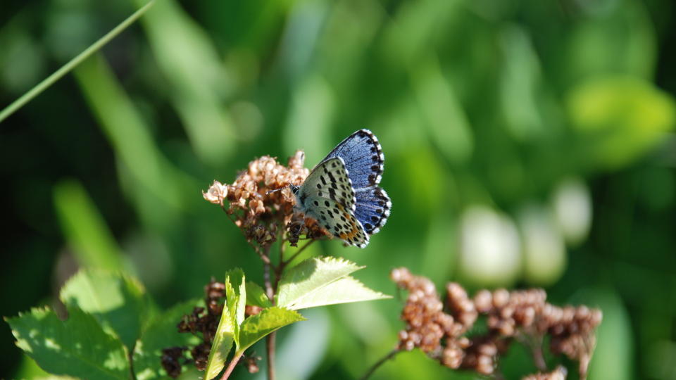 FINNES N� P� TO STEDER: Klippebl�vingen, en av landets mest sjeldne sommerfuglarter, er p�vist i Tvedestrand etter tre �rs leting.  Dette bildet av klippebl�vingen er tatt i Halden. Foto: CHRISTIAN STEEL