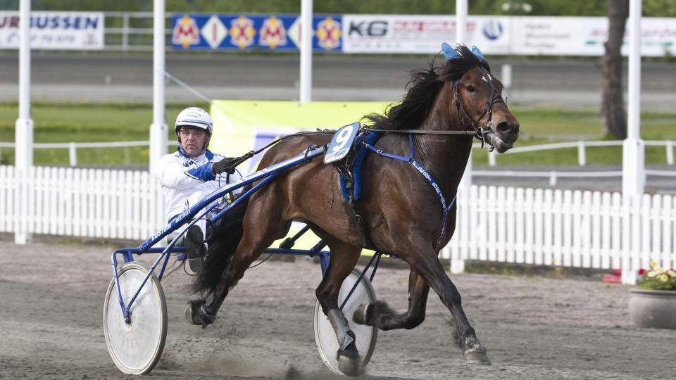 Nytt ran p� gang. Det er som � stjele godteri fra unger, n�r Kjeltringen oppf�rer seg bra. L�rdag er det V75 p� Bergen Travpark. Foto: HESTEGUIDEN.COM.
