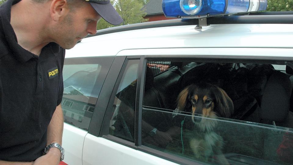 MISTENKT: Politiet understreker overfor Dagbladet at hunden ble hentet, ikke p�grepet. Hunden har status som mistenkt, men saken regnes som oppklart. Foto: NAMDALSAVISA
