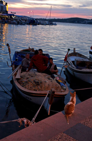 GODE VENNER: Mens fiskerne slapper av i b�tene sine langs brygga i Foca, sitter pus t�lodig og venter p� en godbit. Foto: Eivind Pedersen