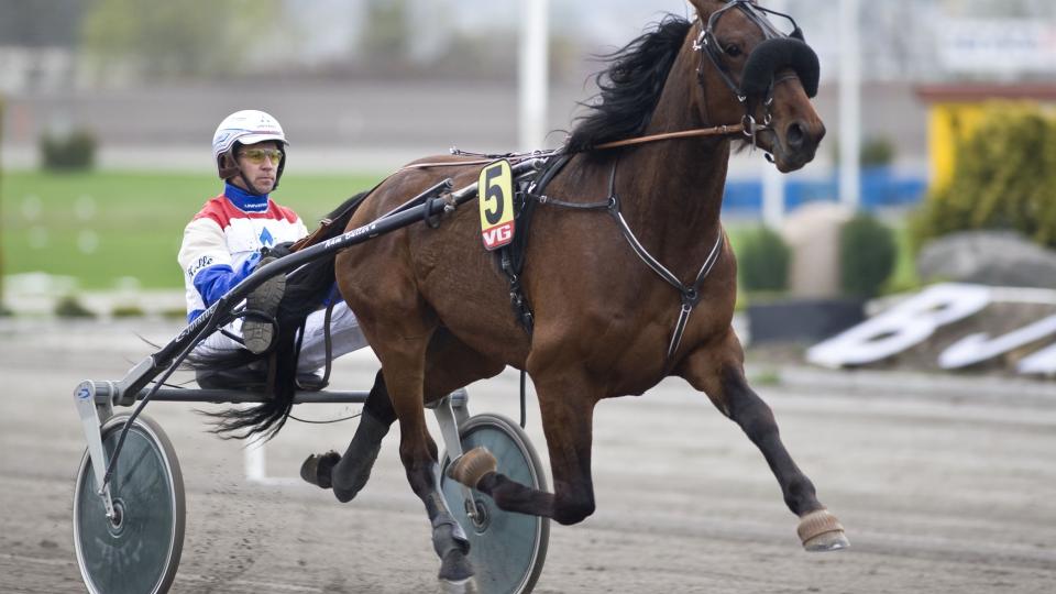 ET BERG AV MUSKLER. Alle ser opp til storvokste Yarrah Boko. Han ser helt usl�elig ut i V65-opmgangen p� Jarlsberg onsdag. Foto: HESTEGUIDEN.COM.