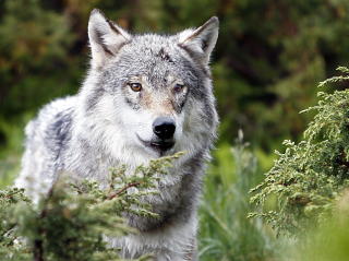 Langedrag: LANGEDRAG: P� bes�k hos ulvene kan du m�te denne. Foto: Ole C. H. Thomassen
