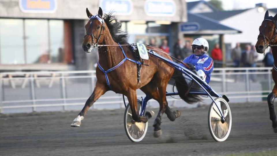 FEILFRI RETT OG SLETT. Thai Olympic har oppf�rt seg perfekt fra f�rste travsteg. L�rdag valser han over konkurrentene. Foto: HESTEGUIDEN.COM.