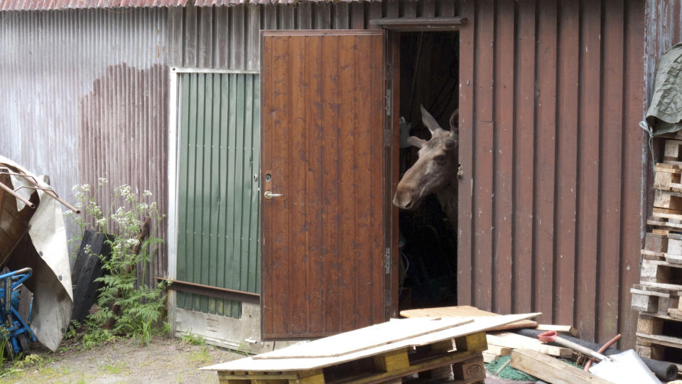 INN TAKET - UT D�RA: Etter � ha g�tt igjennom taket, sjekket elgen at kysten var klar, f�r den bega seg p� vandring igjen. Foto: Inge Ove Tysnes