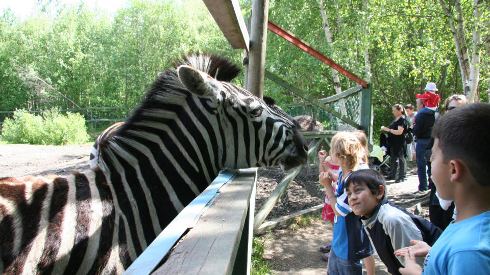 G�Y: Daniel og Daniel synes det er g�y � se p� en sebra i Amadeus. Foto: Kirsten M. Buzzi
