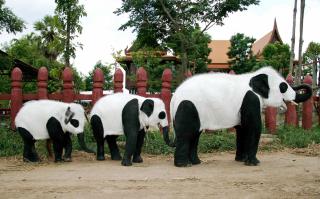 OPPSTILLING: Fem av elefantene i elefantparken i Thailand ble malt torsdag. Foto: AP