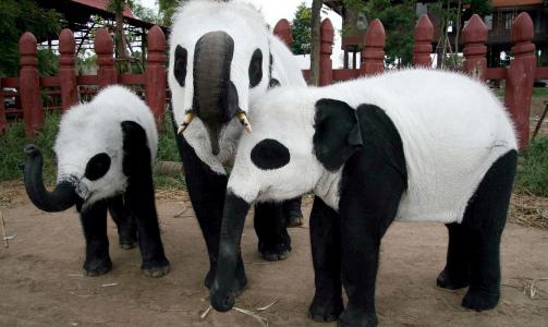 PANDAFEBER:  Elefantparken �nsker flere bes�kende etter at det har r�det pandafeber i Thailand i forbindelse med at en pandababy ble f�dt for en m�ned siden. Foto: AP