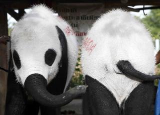 FORN�YD?: Ansatte i elefantparken hevder dyrene likte � bli malt. Foto: AP