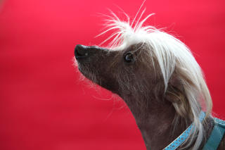 SEIERSVANT: Kinesiske nakenhunder stiller alltid sterkt i konkurransen om � bli verdens styggeste hund. Foto: Justin Sullivan/Getty Images/AFP/SCANPIX