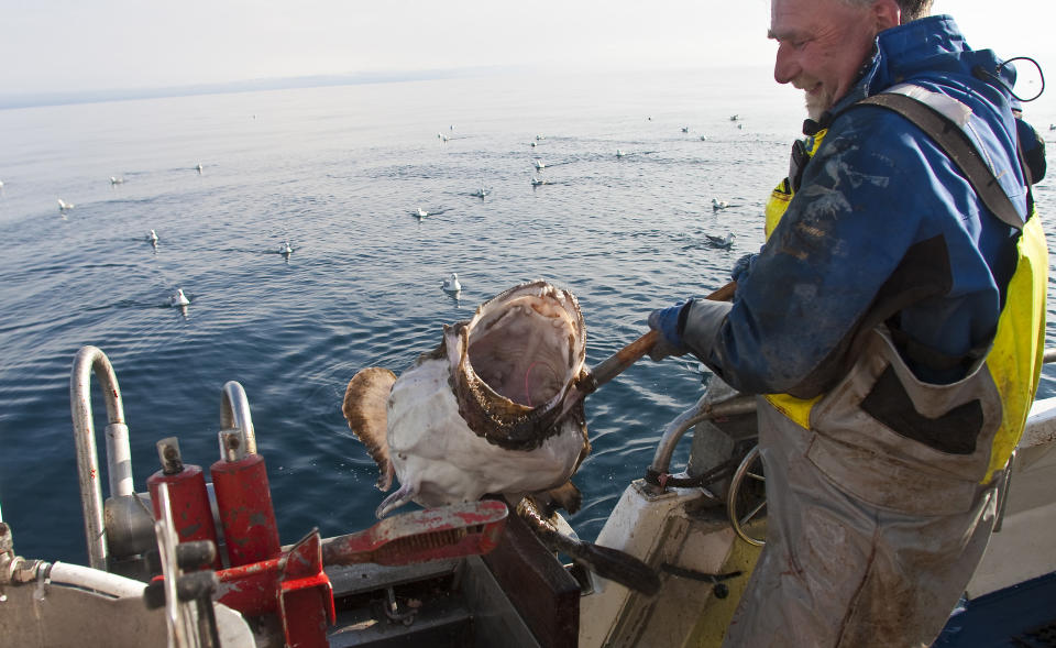 HALV FANGST: Denne flotte breiflabben p� opp mot 50 kilo ble en mager tr�st for linefisker Jan Roger Morsund. Han halverte fangsten p� fiskefeltet utenfor Vester�len dagen etter at seismikkinnsamlingen startet. Foto: Jan-Morten Bj�rnbakk / SCANPIX