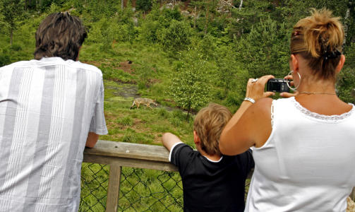 BLINKSKUDD: Snakk om � f� naturen rett i kameralinsa. Familien Oscar(4), Sander (9), Monica (35) og B�rre Skisland (36) var p� oppdagelsestur Dyreparkens avdeling for nordisk villmark, da denne ulven dukket opp og lusket forbi p� kort hold.