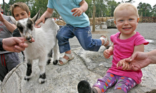 SM�TROLL: B�de halvannet �r gamle Guro Storhaug og den vesle geitekillingen trives p� Kutoppen.