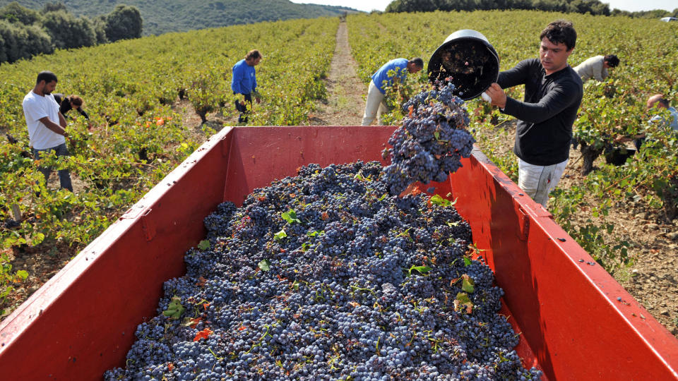 ENORM REGION: Franske Languedoc-Roussillion er verdens st�rste vinregion. Den dekker middelhavskysten og fjellandskapet fra Pyreneene ved spanskegrensa i vest til Rh�nedalen og Provence i s�r. Foto: AFP/PASCAL GUYOT