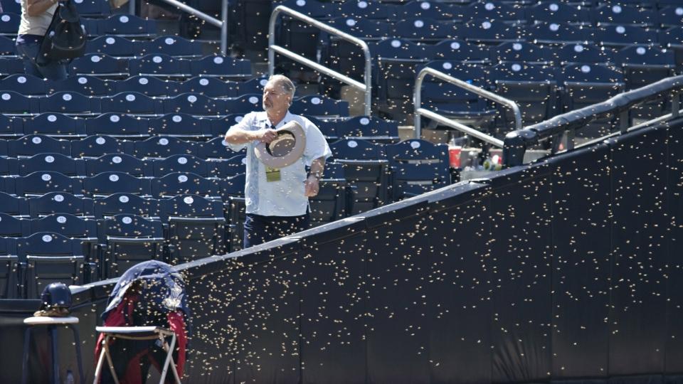 UN-BEE-LIEVABLE: En uidentifisert vakt fors�ker � skremme unna biene som invaderte banen under baseball-kampen mellom San Diego Padres og Houston Astros. Foto: SCANPIX/AP/Denis Poroy