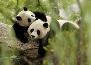 GAVE FRA KINA: Pandaene Tai Shan og Mei Xiang. Foto: EPA/MATTHEW CAVANAUGH