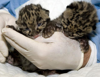 HAR OGS� LEVENDE DYR: Disse to leopardene ble f�dt i mars i �r ved Smithsonian's National Zoo's Conservation and Research Center. Foto: AFP/SMITHSONIAN INSTITUTION/Mehgan Murphy