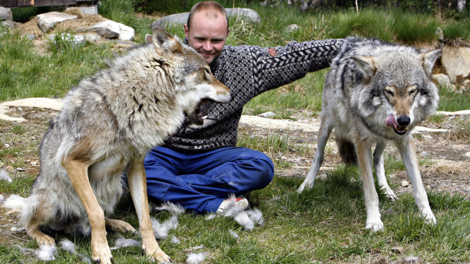 SOSIALISERTE:  Ask (til h�yre) og Varg sammen med Frank Andr� Soma som er rovdyransvarlig p� Langedrag. Disse ulvene har vokst opp med Soma og Tuva Thorson som flokklederere og benfinner seg under dem i rangordenen.  FOTO: Ole C. H. Thomassen