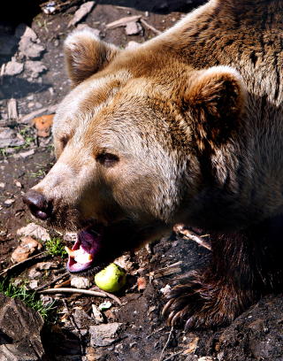 BJ�RN: Dette er en bj�rn. Den kan angripe mennesker. Bildet er tatt i en bj�rnepark i Fl� i Buskerud. Foto: Ole C. H. Thomassen