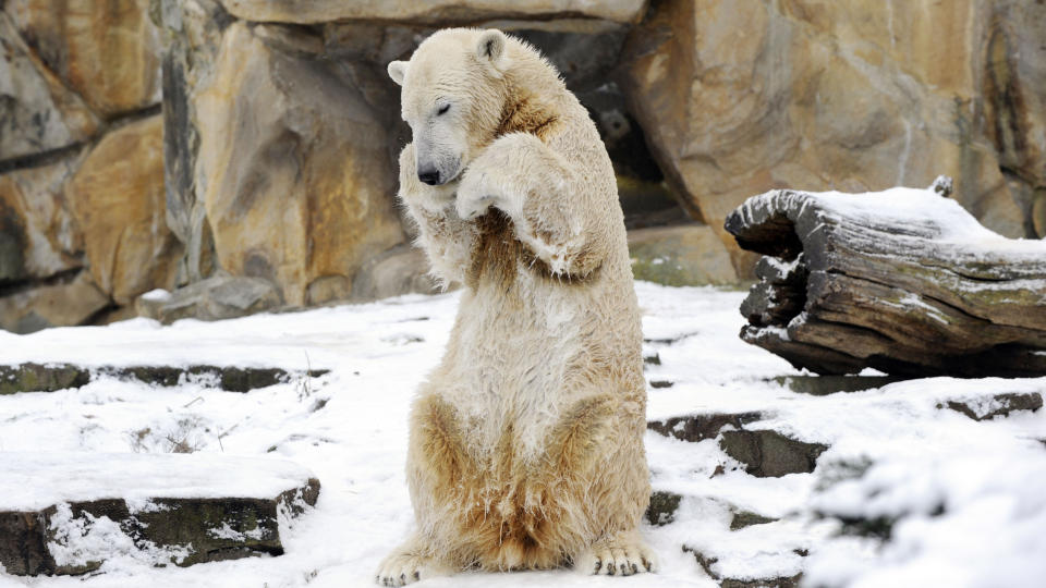 SOLGT: Isbj�rnen Knut blir i Berlin etter at han ble solgt til dyrehagen for nesten fire millioner kroner. Foto: AFP/SCANPIX