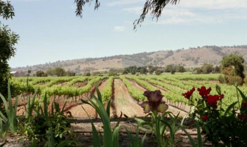 NYDELIG DISTRIKT: Coonawarra i South Australia er regnet for � lage klassevin. P� drua Cabernet Sauvignon lager regionen vin i verdensklass - if�lge sin egen hjemmeside. Foto: Scanpix