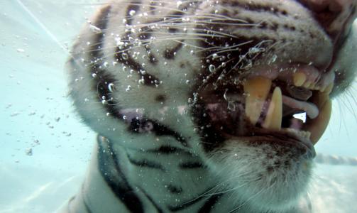 ELSKER VANN: Den hvite bengaltigeren Odin er unntaket som bekrefter regelen om at katter trives best p� land. Bildet er fra 2007. Foto: AFP