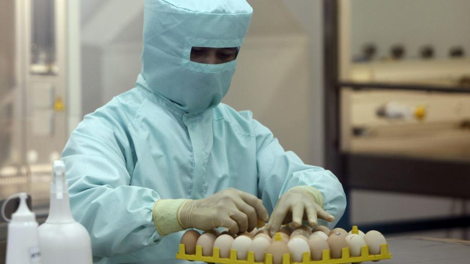 H1N1-VAKSINER: En forsker jobber med fremistillingen av vaksine for svineinfluensaen. I dag d�de en antatt frisk seks�ring i Storbritannia, og en svensk 21-�ring er lagt i respirator etter � ha blitt diagnostiert med svineinfluensa i Isral.   REUTERS/Chaiwat Subprasom
