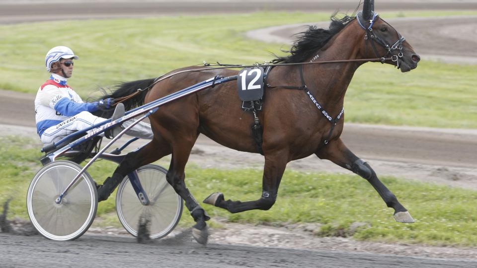 EN GIGANT. Yarrah Boko sl�r alle sine konkurrenter p� h�yden. Og han banker dem ogs� i banen. Foto: HESTEGUIDEN.COM.