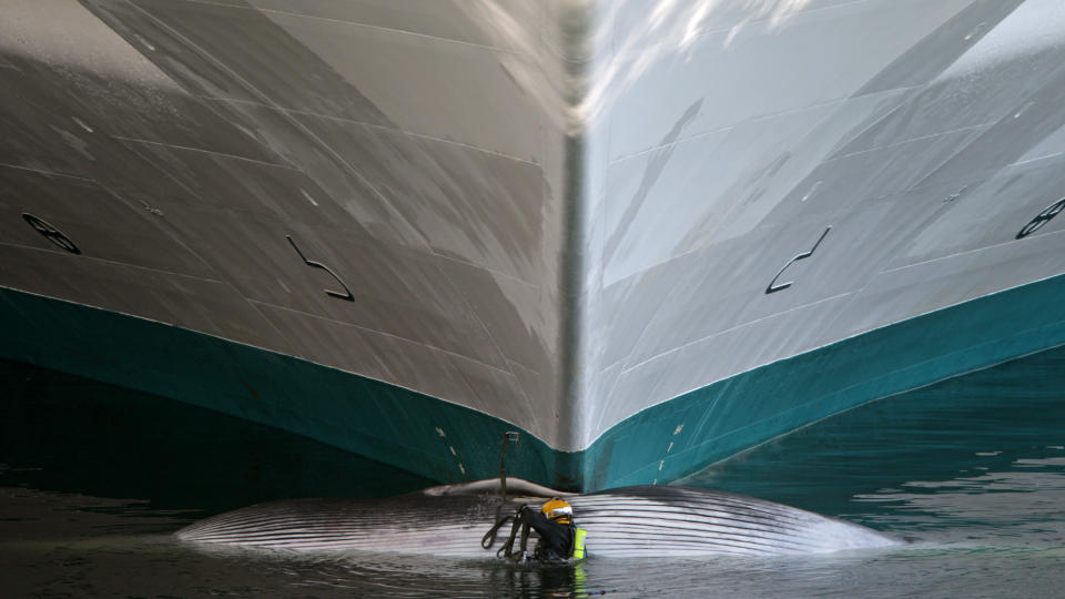 SITTER FAST: Etter at cruiseskipet kj�rte p� hvalen, ble den sittende fast i bauen. Her fors�ker mannskap fra Fiskeriinstituttet i Kanada � f� hvalen l�s. Foto:AP/The Canadian Press, Darryl Dyck
