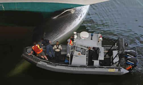 FJERNER HVALEN: To taub�ter m�tte til for � f� hvalen bort fra bauen p� cruiseskipet. Foto: AP/Canadian Press, Darryl Dyck