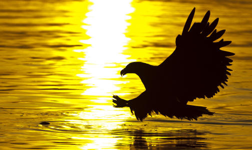 Lauvsnes i Flatanger er utgangspunktet for noe av det r�este man finner i Norsk natur. Her har Ole Martin Dhale etablert seg som verdenskjent hav�rnguid. Flere av verdens beste naturfotografer kommer hit for � ta bilder av v�r st�rste rovful i helt fantastisk natur, srkiver Bj, som har lagt inn dette bildet.