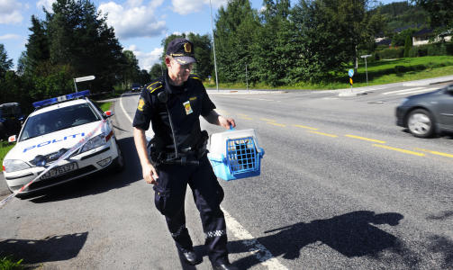 RANSAKET HJEMMET: Politi og Kripos gjorde tekniske unders�kelser i siktedes hjem i g�r. Stedet ligger bare f� hundre meter fra funnstedet i Kongsvinger. Foto: ERIK BERGLUND