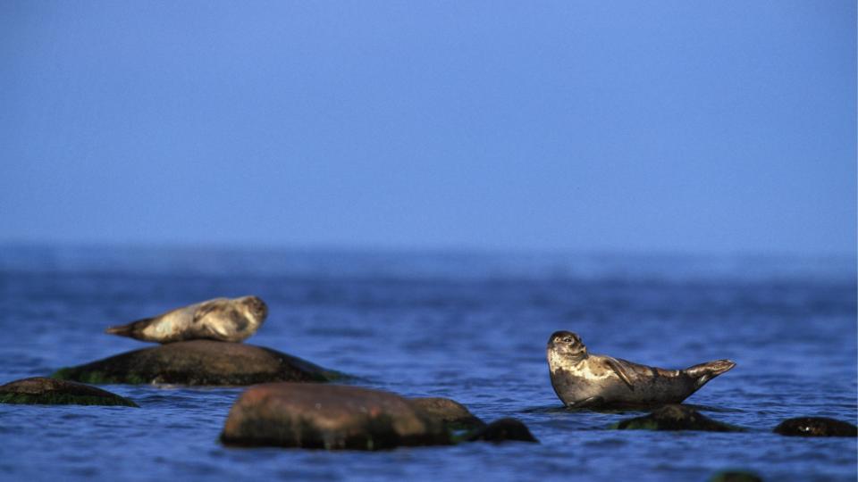  TILS�LT: WWF har oppdaget tre oljetilgrisete steinkobber, som vist p� bildet, utenfor Str�holmen ved Langesund. Arkivfoto: SCANPIX.
