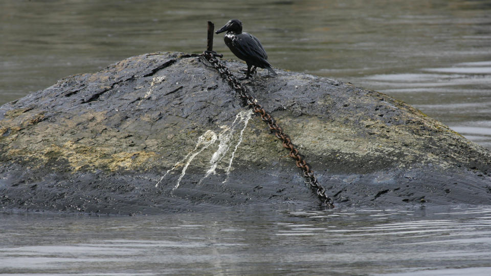  KAN DEN OVERLEVE? WWF og flere andre jobber n� med � fange og vaske fugler. Foto: Torbj�rn Berg.
