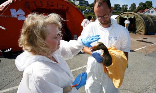 GULLG�SA: Denne krabaten skal kanskje vaskes fri for olje i l�pet av dagen. Foto: Per Fl�the