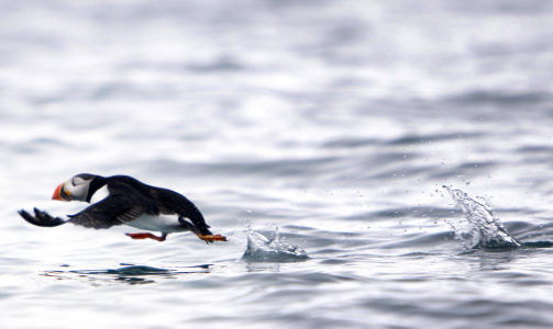 LUNDEFUGLEN SLITER OGS�:  Her er en som jobber hardt for � komme seg i lufta ved Svalbard. Foto: H�kon Mosvold Larsen / SCANPIX