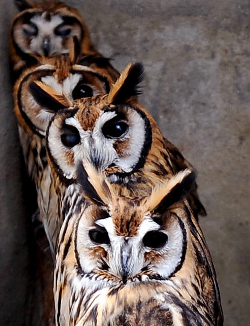 UGLESETT:  Fire ugler sitter og kulern ved dyresykehuset ved Niteroi Zoo rett nord for Rio de Janiero i Brasil. Veterin�rene tar inn dyr som trenger litt n�dhjelp om vinteren og slipper de ut igjen n�r de er friske. Foto: SCANPIX/AFP PHOTO/VANDERLEI ALMEIDA