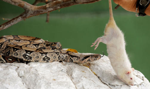 MATER EN BOA:  En boa constrictor f�r mat. Foto: SCANPIX/AFP