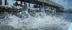 Dolphin Research Center