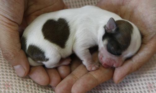 ET OBJEKT FOR MENNESKERS F�LELSER: Hundens eneste mening er � motta f�lelser og gi mennesker lov til � betyr noe for den, skriver artikkelforfatteren.
Bildet viser en tre dager gammel langh�ret chihuahua. FOTO: REUTERS/Toru Hanai/SCANPIX