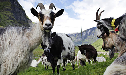 GEITER: I Undredal gir geitene melk som er opphavet til den etter hvert ber�mte Undredalsosten. Den brune kalles brimost og den hvite har f�tt premie. Foto: Ole C. H. Thomassen