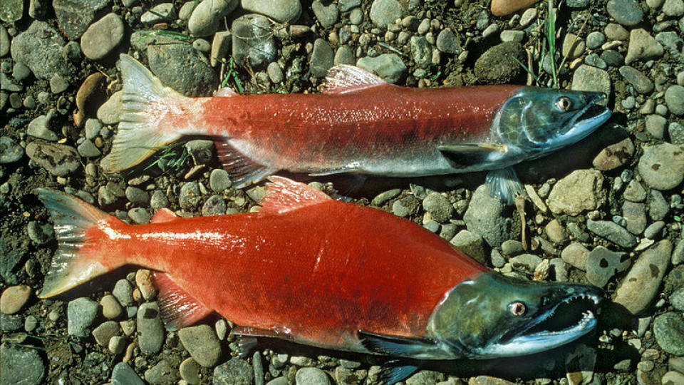 INGEN GLADLAKS: Gyteferdig r�dlaks eller sockeye salmon fra Canada. Millioner eksemplarer av arten har uteblitt fra sin �rvisse gytetur gjennom elva Fraser i Canada. Foto: U.S. Fish and Wildlife Service/Wikimedia.org