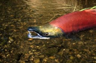 IKKE VAKKER... men velsmakende. R�dlaksebestanden har suknket dramatisk flere steder i Canada. En av �rsakene er fiske. Foto: University of Washington/Thomas Quinn