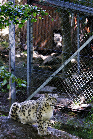 NORDENS ARK: Se de sjeldne og utrydningstruede sn�leopardene i dyrehagen ved Sm�gen. Foto: Frank Karlsen