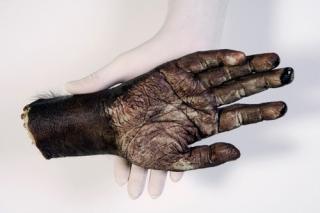 AFRIKANSK: Bilde fra utstillingen i Galeria Perela.