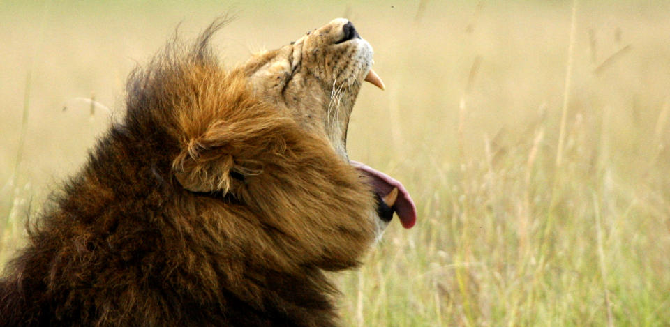 ULOVLIG JAKT: L�ver er sterkt stigmatisert i Kenya og Tanzania og mange blir drept av b�nder etter p�st�tte angrep mot husdyr. Bildet viser en gjespende l�ve i Masai Mara-reservatet. Foto: REUTERS/SCANPIX