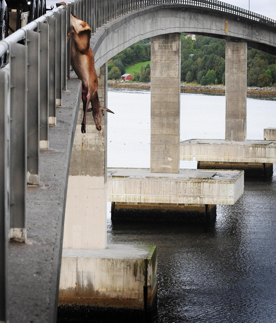 HER STOPPET MORGENBADET: Hjorten ble hengende fast i Bols�ybrua. Foto: Erik Birkeland / Romsdals Budstikke