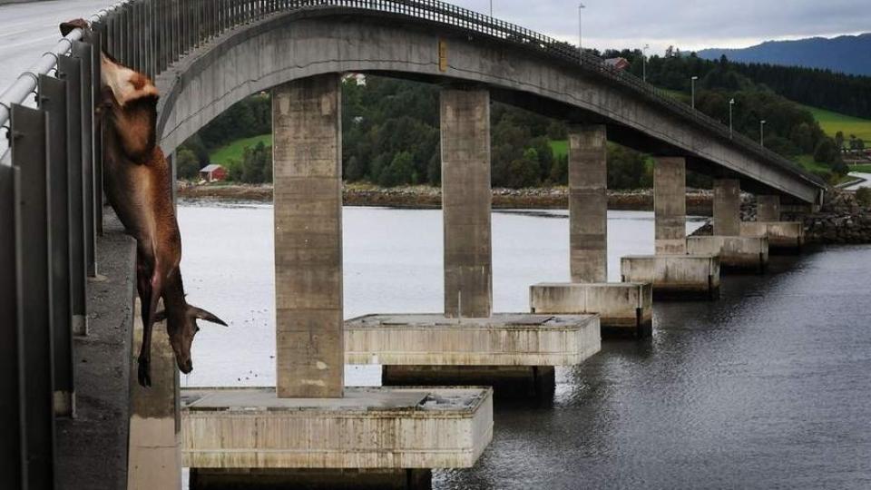 SMERTEFULLT: Viltforvaltningen m�tte avlive hjorten med et skudd mot nakken. Her henger den fra en knekket venstrefot. Foto: Erik Birkeland / Romsdals Budstikke