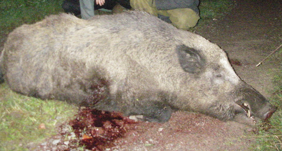 200 KILO: Denne ruggen av et villsvin ble felt av en norsk jeger i Sverige. Foto: Leif Franz�n