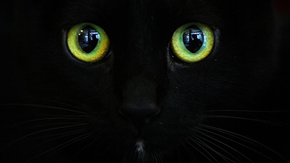 GA BORT HUS: En kvinne i Porsgrunn testamenterte bort alt hun eide til katter uten husly. Foto: Scanpix/AP