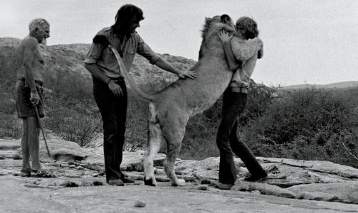 GJENFORENINGEN I 1971: Etter noen m�neders atskillelse ble l�ven Christian gjenforent med fosterforeldrene sine i Kenya. Hendelsen ble festet p� film, og for et par �r siden dukket den over 40 �r gamle filmen opp igjen p� nett. Foto: Versal forlag/En l�ve ved navn Christian